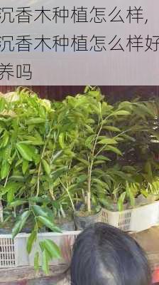 沉香木种植怎么样,沉香木种植怎么样好养吗