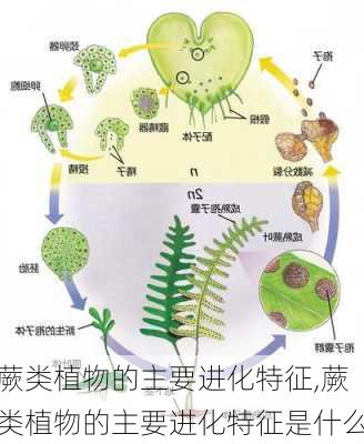 蕨类植物的主要进化特征,蕨类植物的主要进化特征是什么