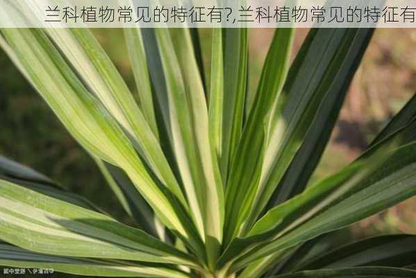 兰科植物常见的特征有?,兰科植物常见的特征有