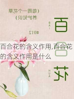 百合花的含义作用,百合花的含义作用是什么