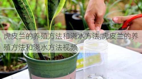 虎皮兰的养殖方法和浇水方法,虎皮兰的养殖方法和浇水方法视频