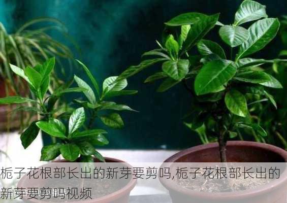 栀子花根部长出的新芽要剪吗,栀子花根部长出的新芽要剪吗视频