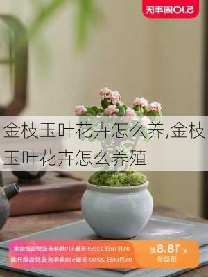 金枝玉叶花卉怎么养,金枝玉叶花卉怎么养殖