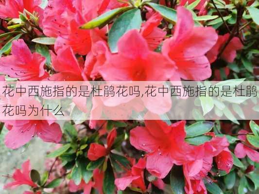 花中西施指的是杜鹃花吗,花中西施指的是杜鹃花吗为什么