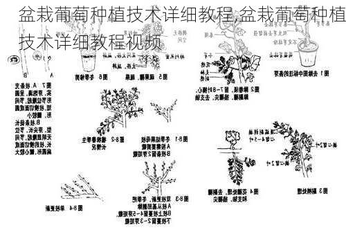 盆栽葡萄种植技术详细教程,盆栽葡萄种植技术详细教程视频