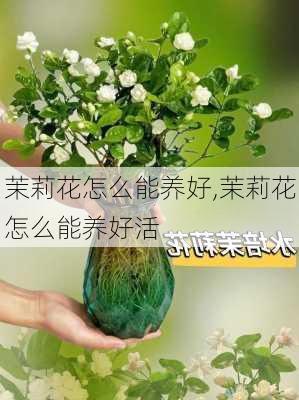 茉莉花怎么能养好,茉莉花怎么能养好活