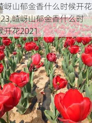 嵖岈山郁金香什么时候开花2023,嵖岈山郁金香什么时候开花2021