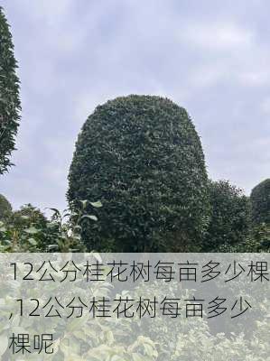 12公分桂花树每亩多少棵,12公分桂花树每亩多少棵呢