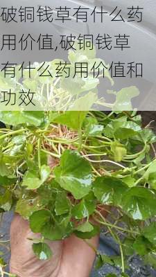 破铜钱草有什么药用价值,破铜钱草有什么药用价值和功效