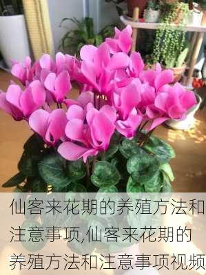 仙客来花期的养殖方法和注意事项,仙客来花期的养殖方法和注意事项视频