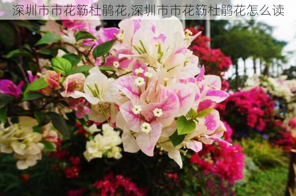 深圳市市花簕杜鹃花,深圳市市花簕杜鹃花怎么读