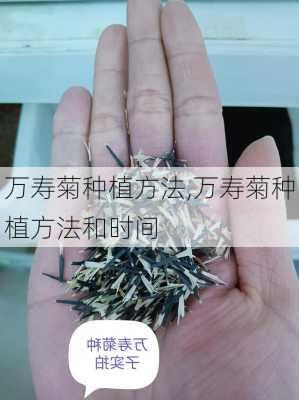 万寿菊种植方法,万寿菊种植方法和时间