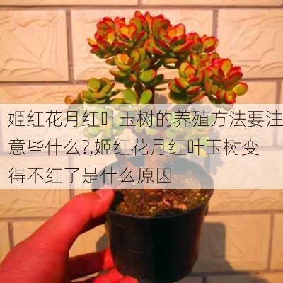 姬红花月红叶玉树的养殖方法要注意些什么?,姬红花月红叶玉树变得不红了是什么原因