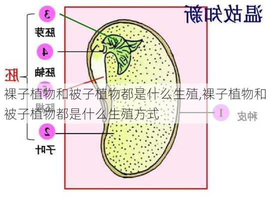 裸子植物和被子植物都是什么生殖,裸子植物和被子植物都是什么生殖方式