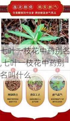 七叶一枝花中药别名,七叶一枝花中药别名叫什么