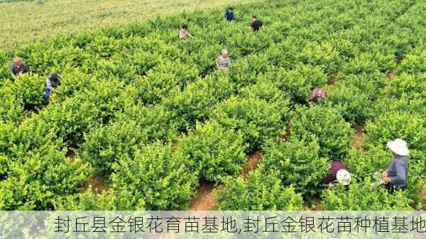 封丘县金银花育苗基地,封丘金银花苗种植基地