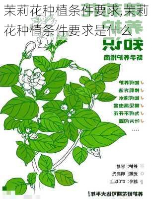 茉莉花种植条件要求,茉莉花种植条件要求是什么