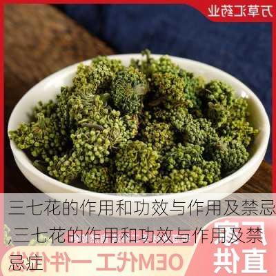 三七花的作用和功效与作用及禁忌,三七花的作用和功效与作用及禁忌症