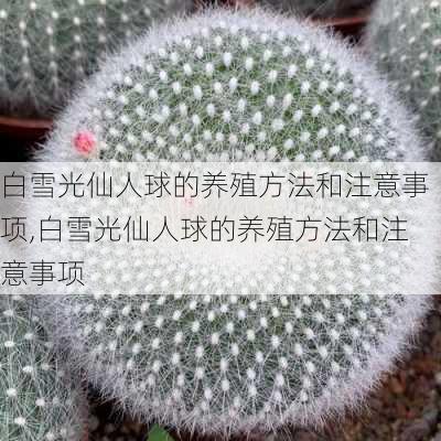 白雪光仙人球的养殖方法和注意事项,白雪光仙人球的养殖方法和注意事项