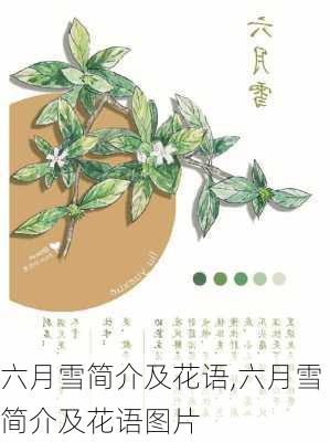 六月雪简介及花语,六月雪简介及花语图片