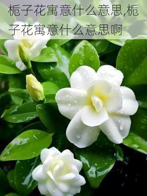 栀子花寓意什么意思,栀子花寓意什么意思啊