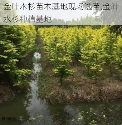 金叶水杉苗木基地现场选苗,金叶水杉种植基地