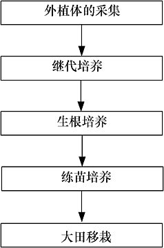 银杏树苗的培育与种植,银杏树苗的培育与种植方法