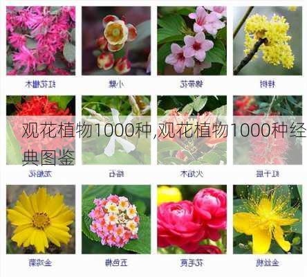 观花植物1000种,观花植物1000种经典图鉴