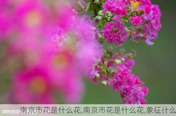 南京市花是什么花,南京市花是什么花,象征什么