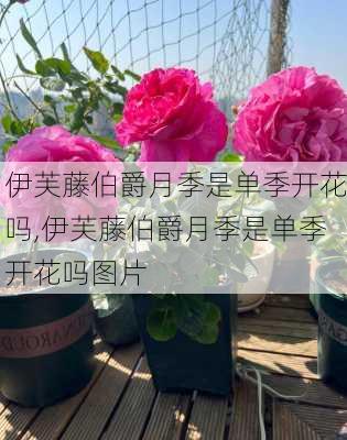 伊芙藤伯爵月季是单季开花吗,伊芙藤伯爵月季是单季开花吗图片