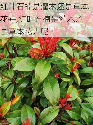 红叶石楠是灌木还是草本花卉,红叶石楠是灌木还是草本花卉呢