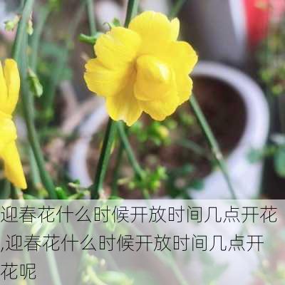 迎春花什么时候开放时间几点开花,迎春花什么时候开放时间几点开花呢