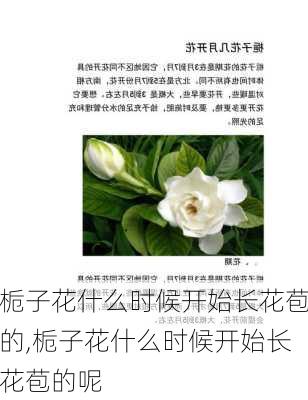 栀子花什么时候开始长花苞的,栀子花什么时候开始长花苞的呢