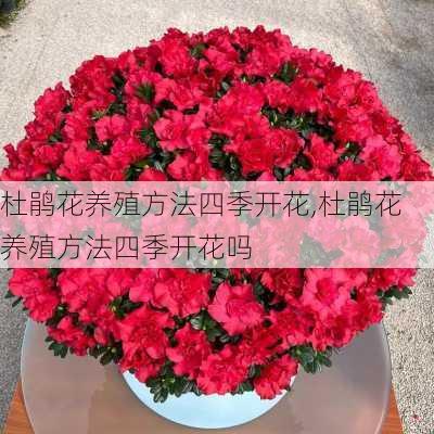 杜鹃花养殖方法四季开花,杜鹃花养殖方法四季开花吗