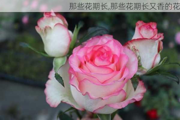 那些花期长,那些花期长又香的花