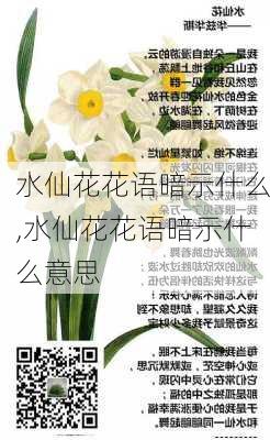 水仙花花语暗示什么,水仙花花语暗示什么意思