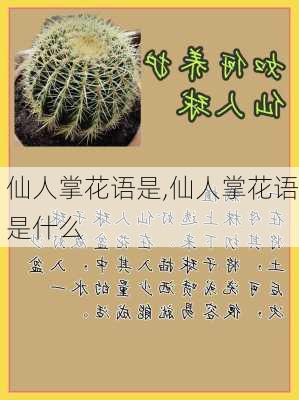 仙人掌花语是,仙人掌花语是什么