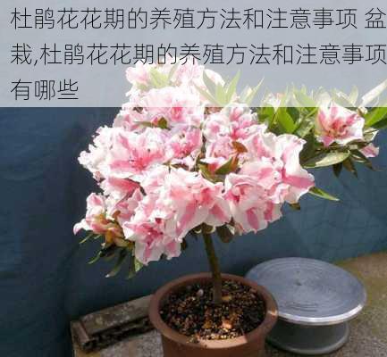 杜鹃花花期的养殖方法和注意事项 盆栽,杜鹃花花期的养殖方法和注意事项有哪些