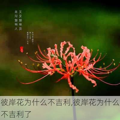 彼岸花为什么不吉利,彼岸花为什么不吉利了