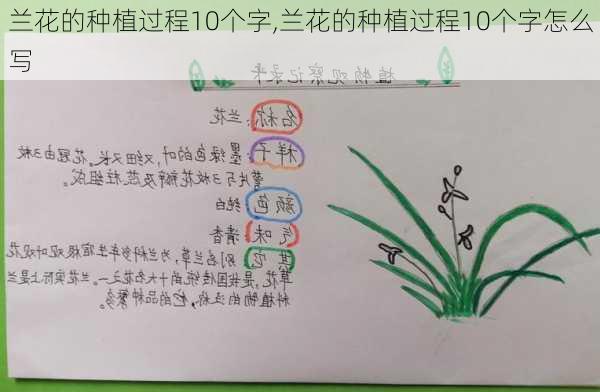 兰花的种植过程10个字,兰花的种植过程10个字怎么写