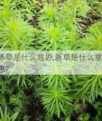 豚草是什么意思,豚草是什么意思?