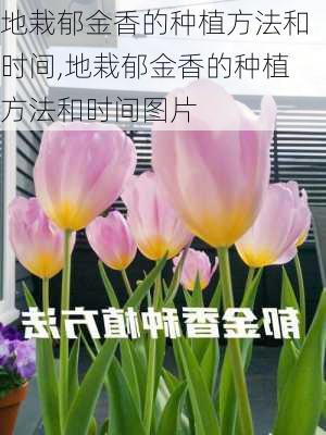 地栽郁金香的种植方法和时间,地栽郁金香的种植方法和时间图片