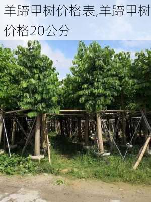 羊蹄甲树价格表,羊蹄甲树价格20公分