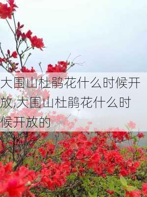 大围山杜鹃花什么时候开放,大围山杜鹃花什么时候开放的