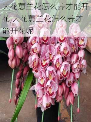 大花蕙兰花怎么养才能开花,大花蕙兰花怎么养才能开花呢