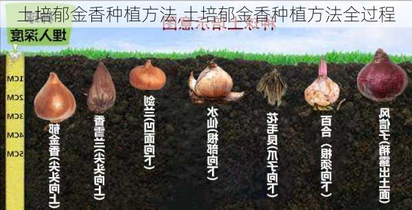 土培郁金香种植方法,土培郁金香种植方法全过程