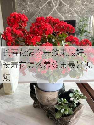 长寿花怎么养效果最好,长寿花怎么养效果最好视频