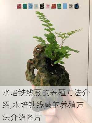 水培铁线蕨的养殖方法介绍,水培铁线蕨的养殖方法介绍图片