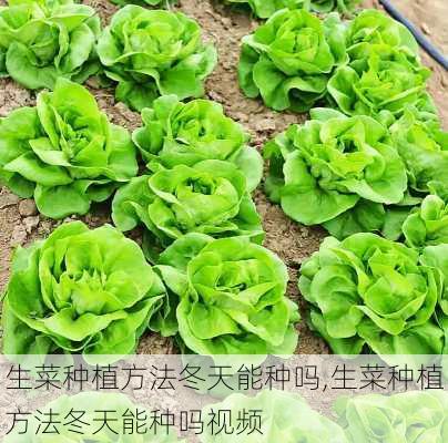 生菜种植方法冬天能种吗,生菜种植方法冬天能种吗视频