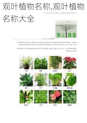 观叶植物名称,观叶植物名称大全